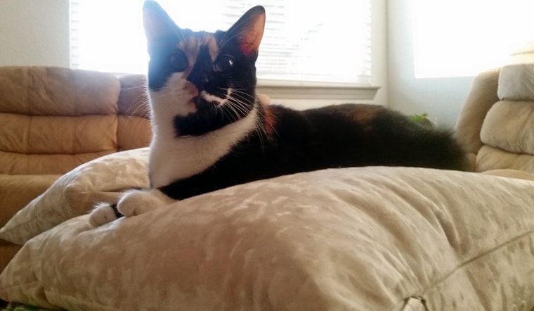 Cats in Jacksonville looking for their furr-ever homes