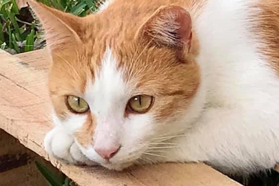 Cats in Orlando looking for their furr-ever homes