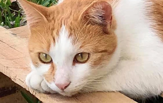 Cats in Orlando looking for their furr-ever homes