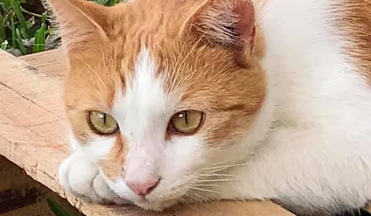 Cats in Orlando looking for their furr-ever homes