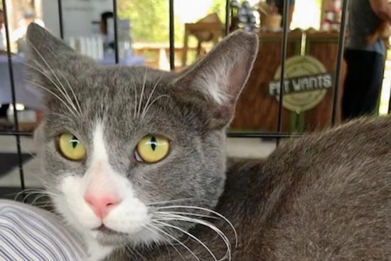 Cats in Miami looking for their furr-ever homes
