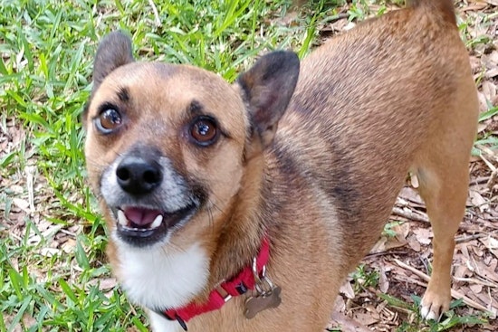Puppies in Tampa looking for their furr-ever homes