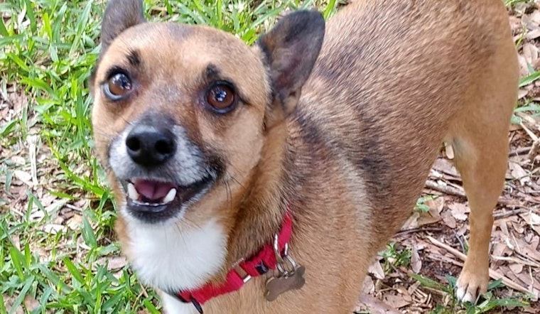 Puppies in Tampa looking for their furr-ever homes