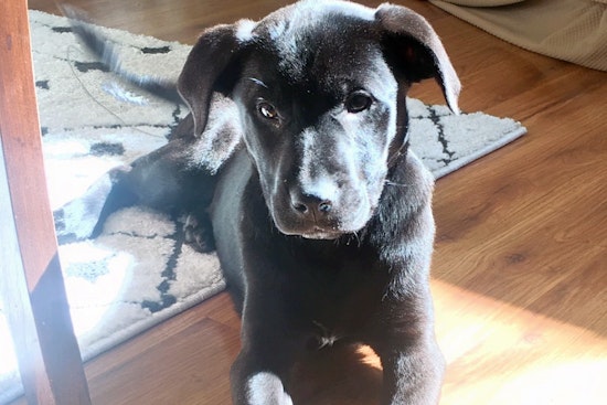 Puppies in Indianapolis looking for their furr-ever homes