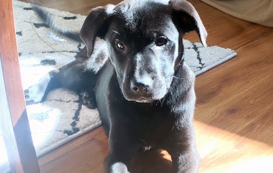 Puppies in Indianapolis looking for their furr-ever homes