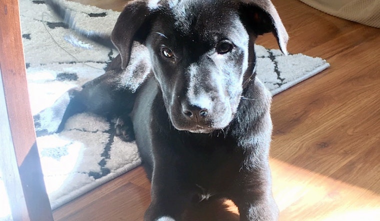 Puppies in Indianapolis looking for their furr-ever homes
