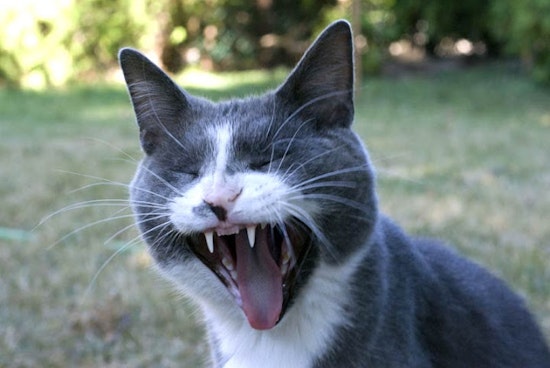 Feral Cats!