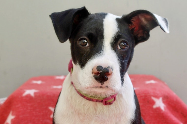 Puppies in Los Angeles looking for their furr-ever homes