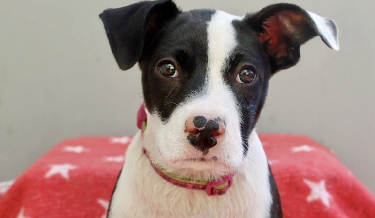 Puppies in Los Angeles looking for their furr-ever homes