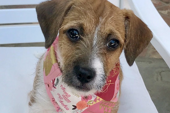 Puppies in Long Beach looking for their furr-ever homes