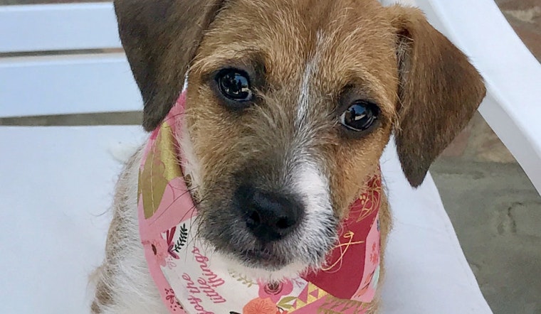 Puppies in Long Beach looking for their furr-ever homes