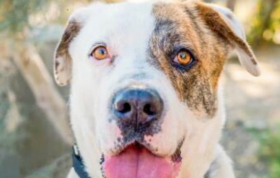Dogs in San Diego looking for their furr-ever homes
