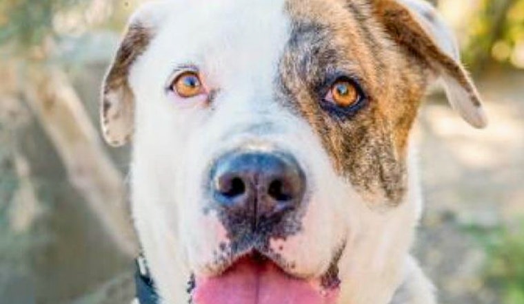 Dogs in San Diego looking for their furr-ever homes