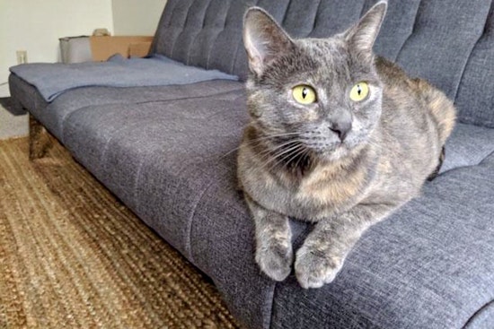Cats in San Francisco looking for their furr-ever homes