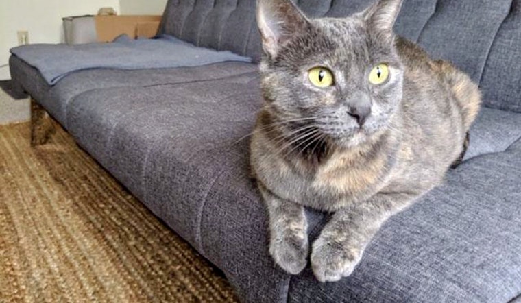 Cats in San Francisco looking for their furr-ever homes