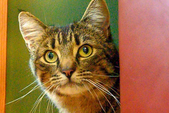 Cats in Oakland looking for their furr-ever homes