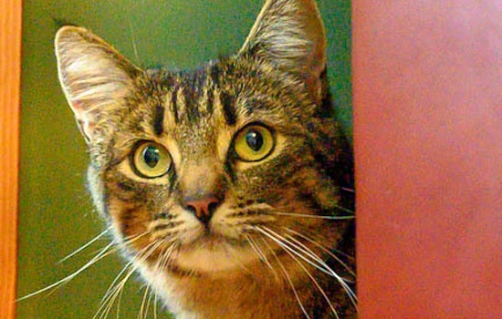 Cats in Oakland looking for their furr-ever homes