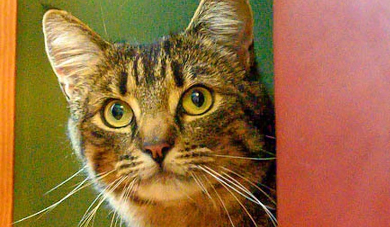 Cats in Oakland looking for their furr-ever homes