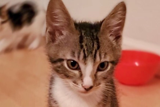 Kittens in San Jose looking for their furr-ever homes