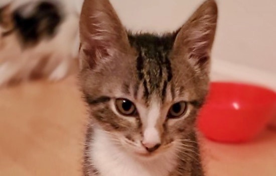 Kittens in San Jose looking for their furr-ever homes