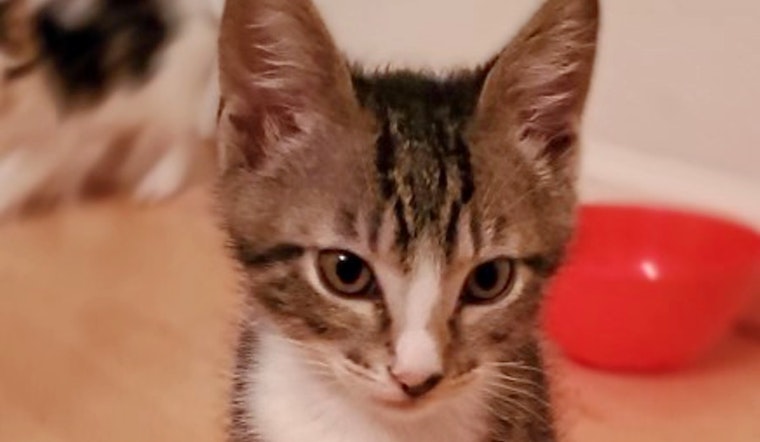 Kittens in San Jose looking for their furr-ever homes