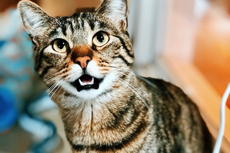 Cute cats looking to be adopted in Seattle