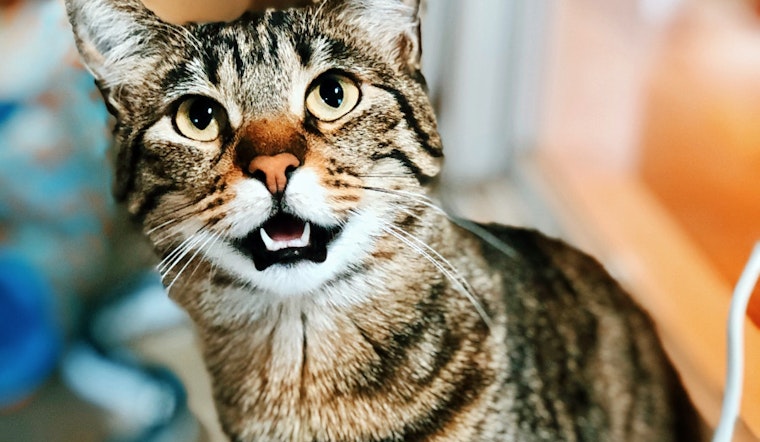 Cute cats looking to be adopted in Seattle