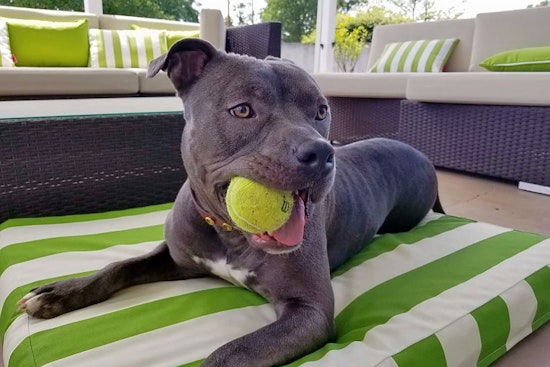 Dogs for adoption in Sacramento