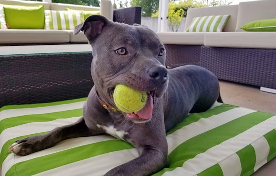 Dogs for adoption in Sacramento