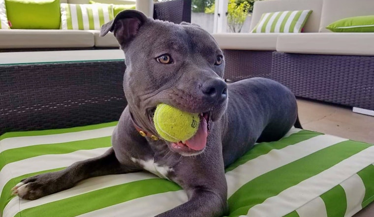 Dogs for adoption in Sacramento