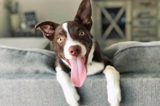 Dogs in Fresno looking for their furr-ever homes