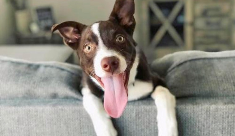 Dogs in Fresno looking for their furr-ever homes