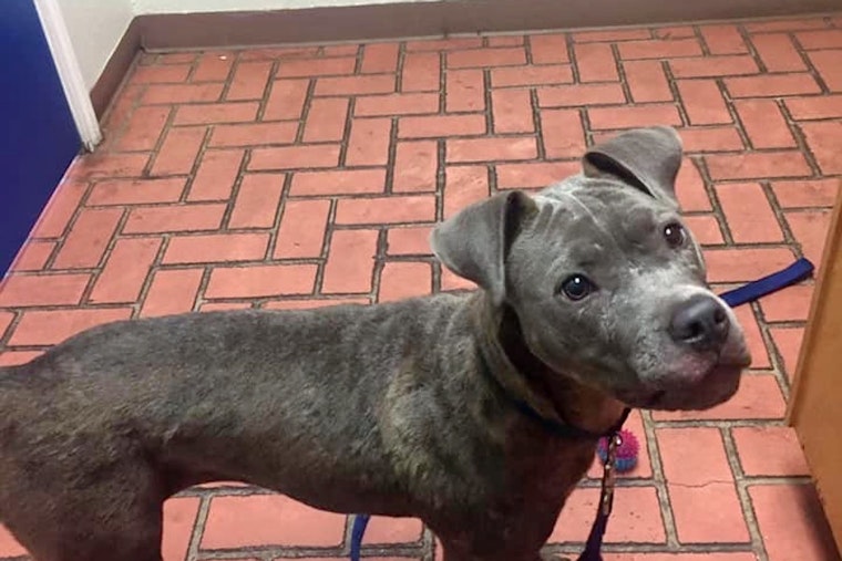 Dogs in Saint Paul looking for their furr-ever homes