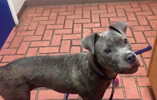 Dogs in Saint Paul looking for their furr-ever homes