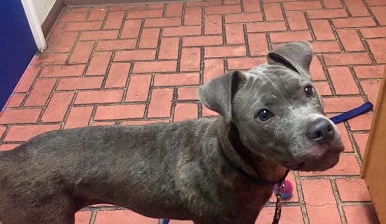 Dogs in Saint Paul looking for their furr-ever homes