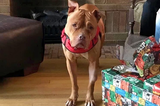 Dogs in Milwaukee looking for their furr-ever homes