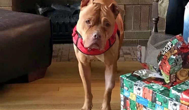 Dogs in Milwaukee looking for their furr-ever homes