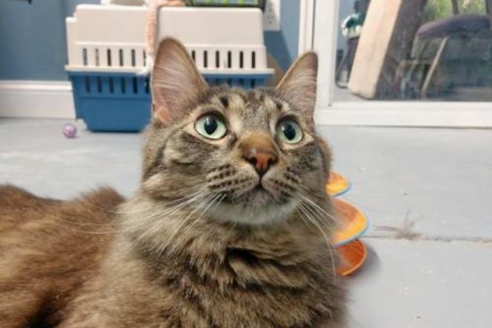 Cats in Minneapolis looking for their furr-ever homes