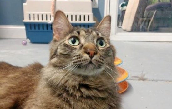 Cats in Minneapolis looking for their furr-ever homes