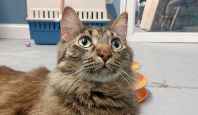 Cats in Minneapolis looking for their furr-ever homes