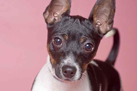 Puppies in Chicago looking for their furr-ever homes