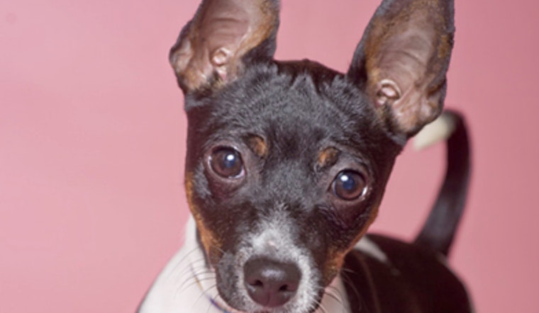 Puppies in Chicago looking for their furr-ever homes
