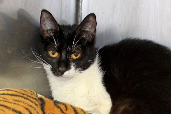 Cats in Memphis looking for their furr-ever homes