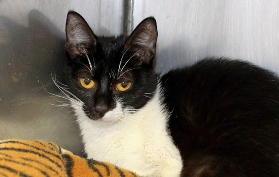 Cats in Memphis looking for their furr-ever homes