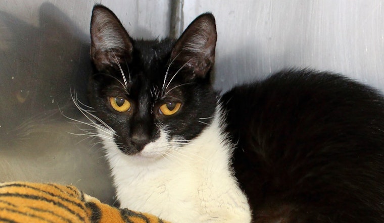 Cats in Memphis looking for their furr-ever homes
