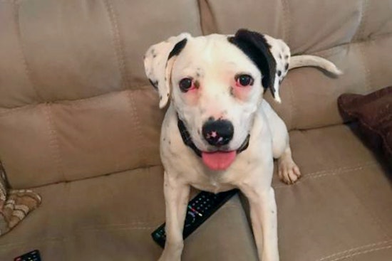 Puppies in St. Louis looking for their furr-ever homes