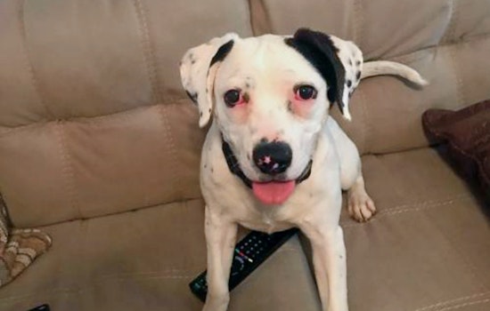 Puppies in St. Louis looking for their furr-ever homes