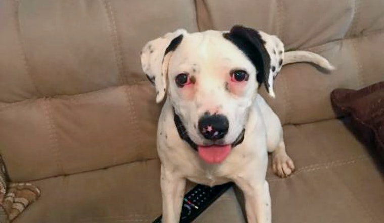Puppies in St. Louis looking for their furr-ever homes