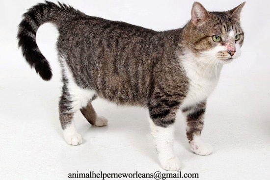 Cats in New Orleans looking for their furr-ever homes