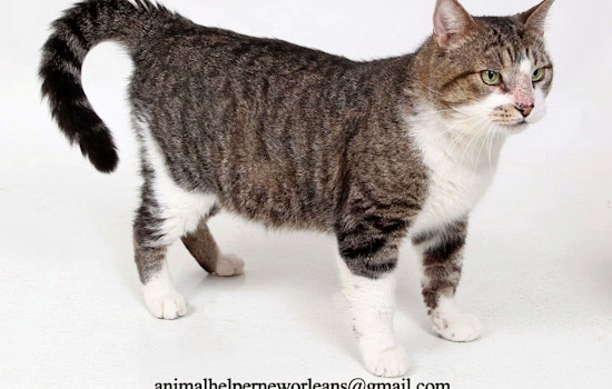 Cats in New Orleans looking for their furr-ever homes